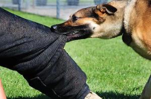 Услуги юриста по взысканию ущерба при укусе собаки через суд в Перми Город Пермь